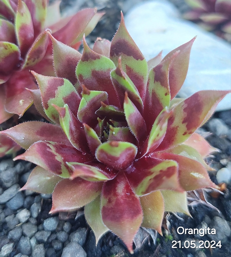 Orangita (Netzfund)