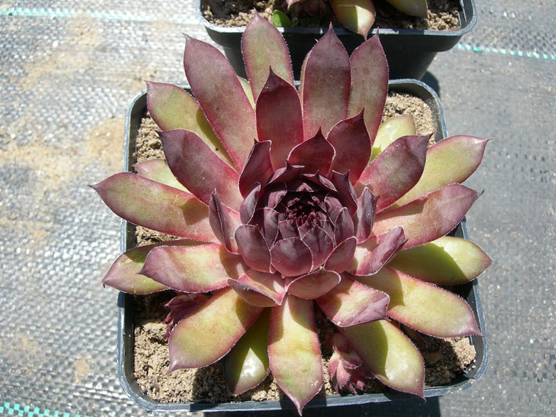 Orkan (NG)