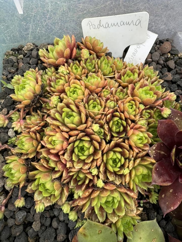 Pachamama