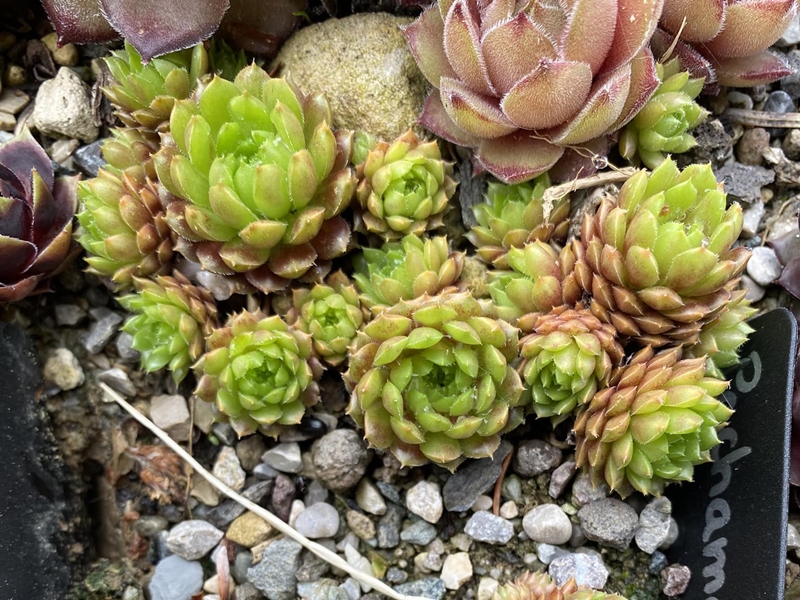 Pachamama