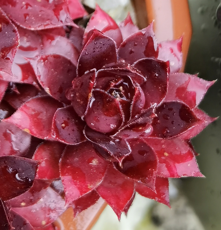 Peters Rote Krabbe