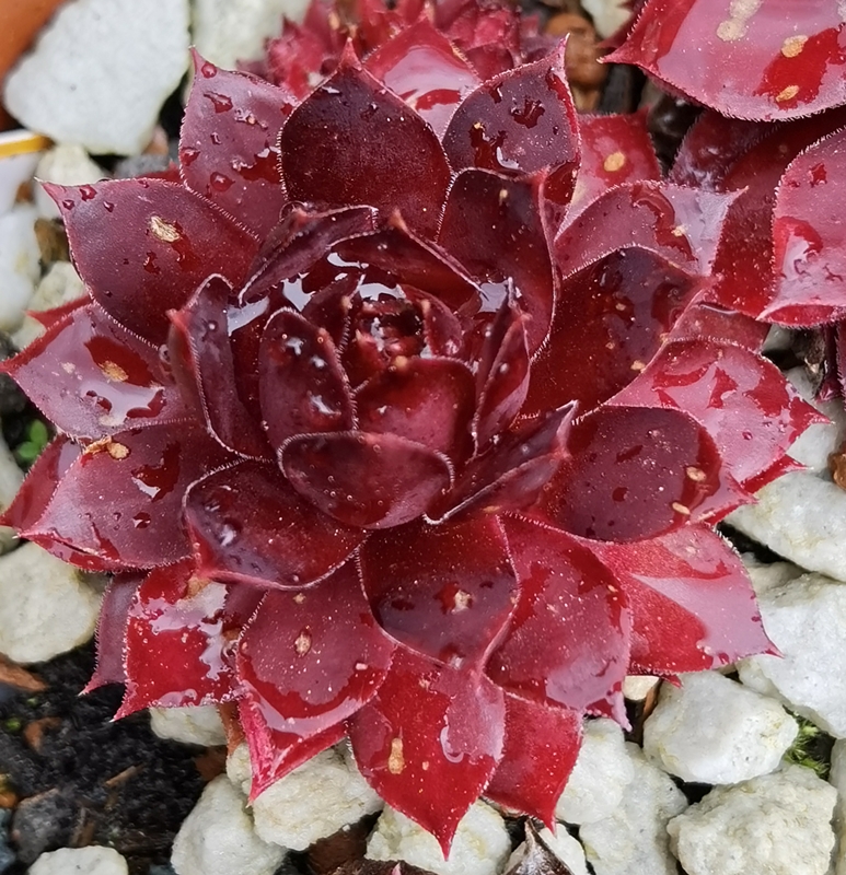 Peters Rote Krabbe
