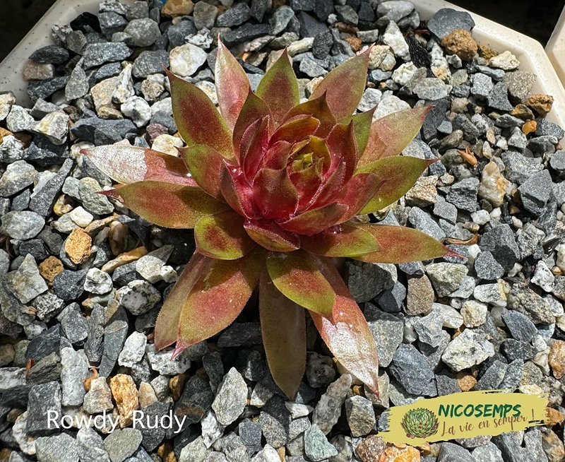 Chick Charmlettes® Rowdy Rudy™ (NG)