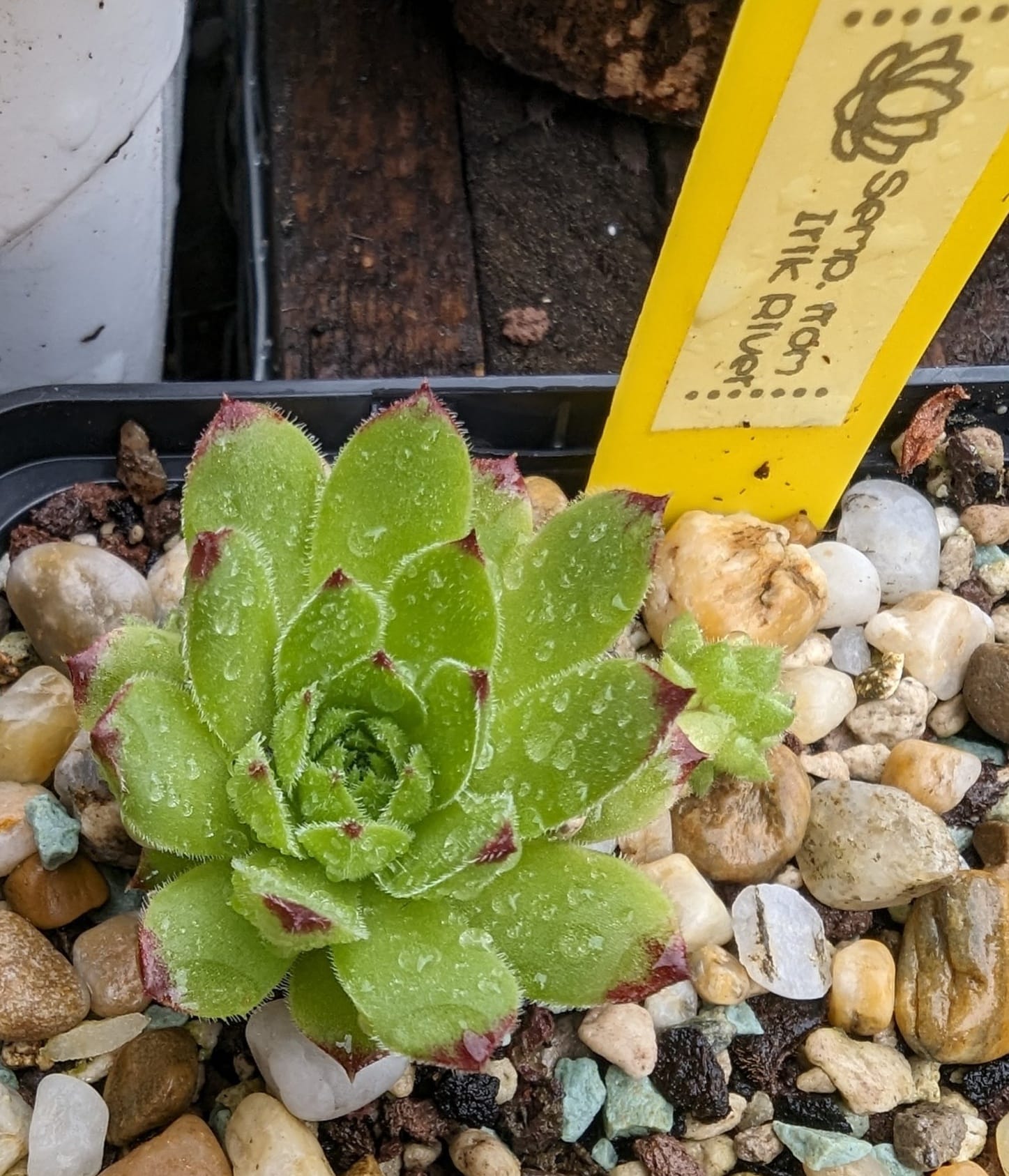 ossetiense from Irik River