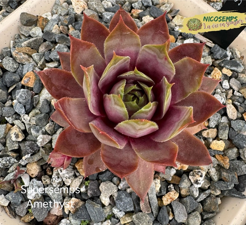 Supersemps® Amethyst (NG)