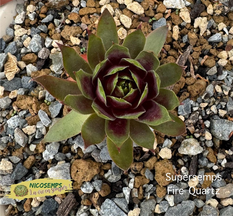 Supersemps® Fire Quartz (Netzfund)