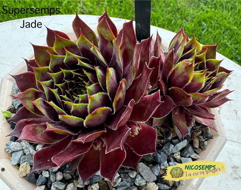 Supersemps® Jade (Netzfund)