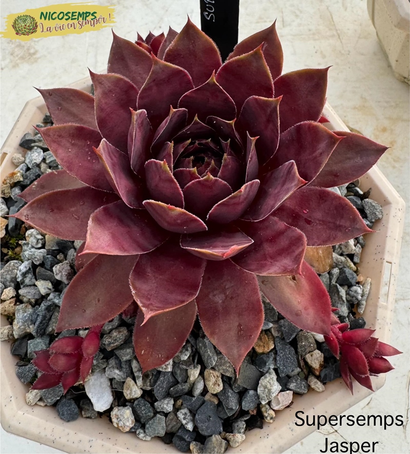 Supersemps® Jasper (Netzfund)