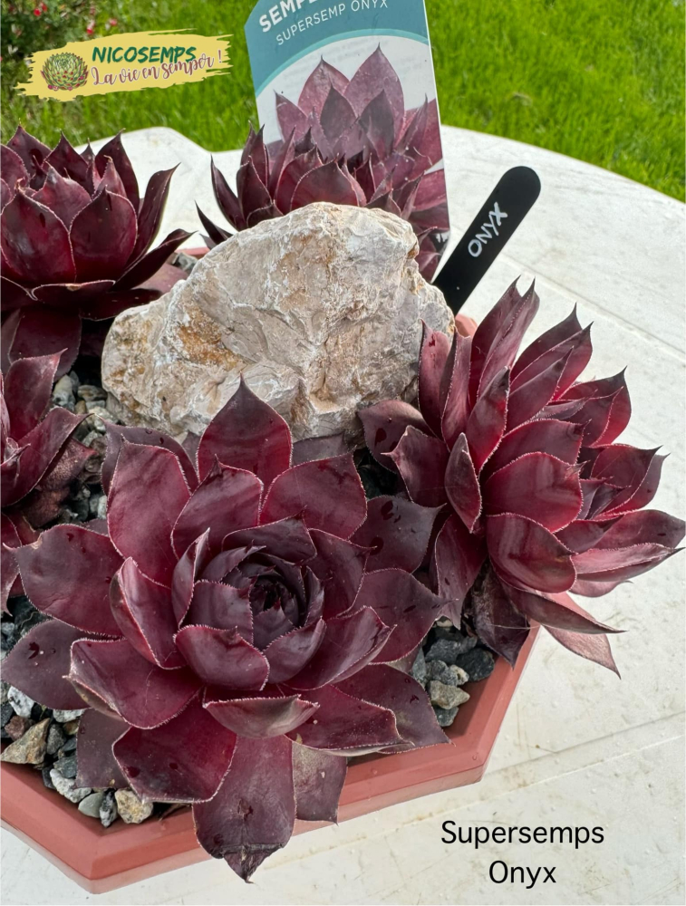 Supersemps® Onyx (NG)