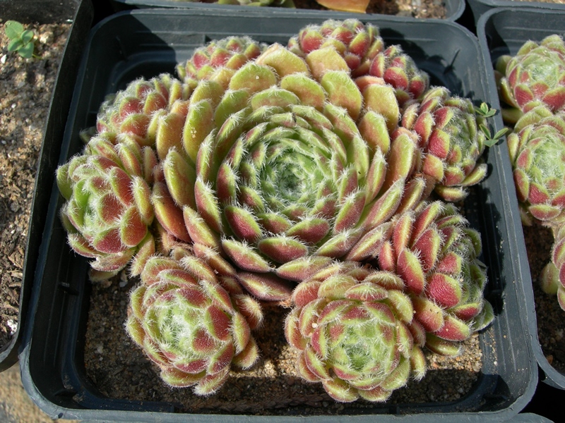 Weberianum (NG)