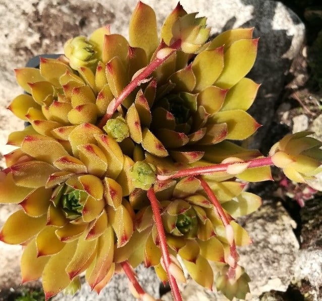 Yellow Prinz (Netzfund)