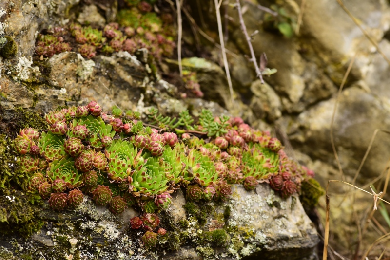 globiferum ssp. globiferum from Krakovec, Burg