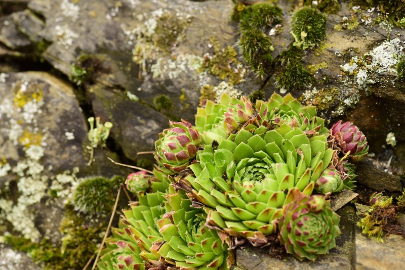 globiferum ssp. globiferum from Krakovec, Burg