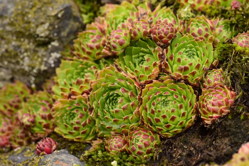globiferum ssp. globiferum from Krakovec, Burg