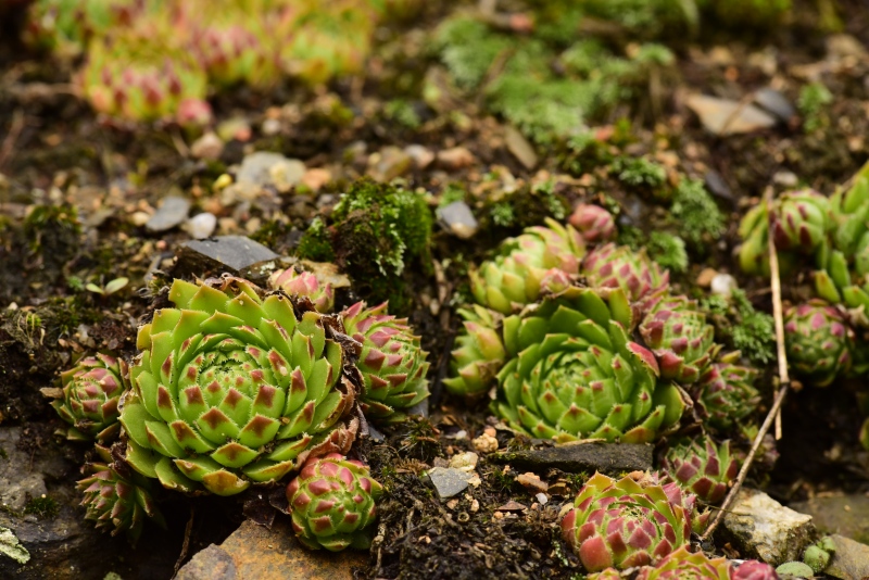 globiferum ssp. globiferum from Krakovec, Burg