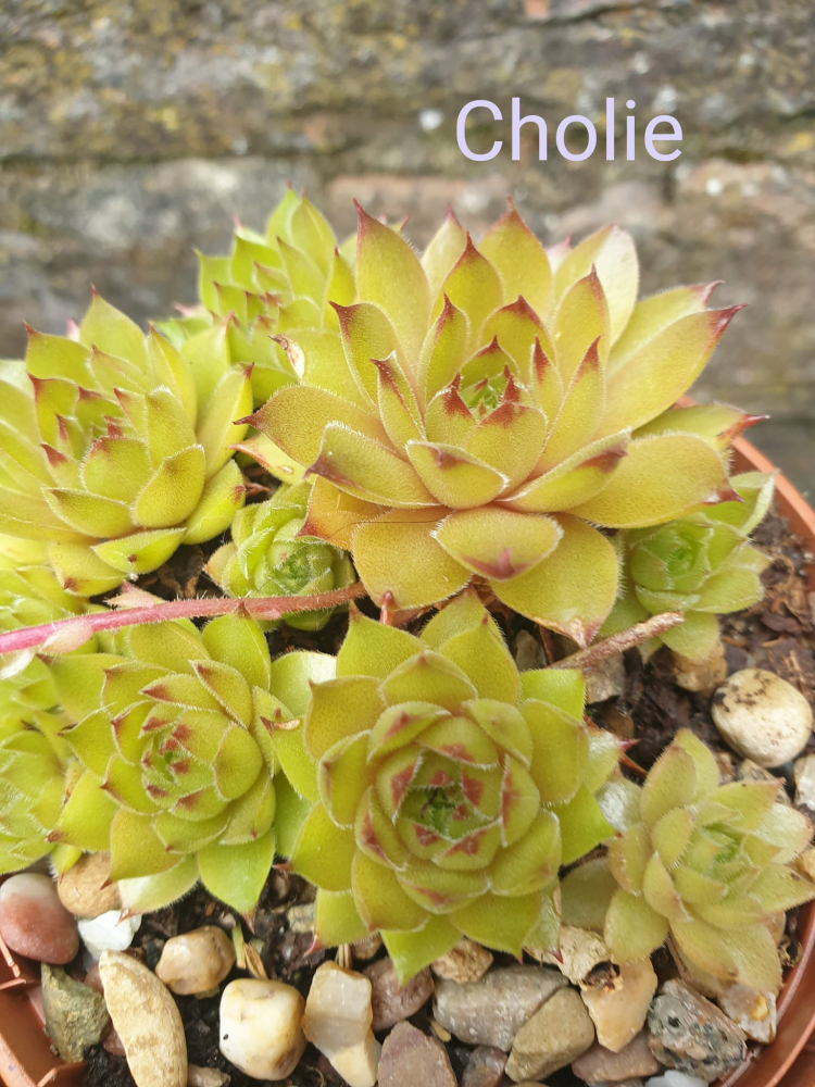 Cholie (NG)
