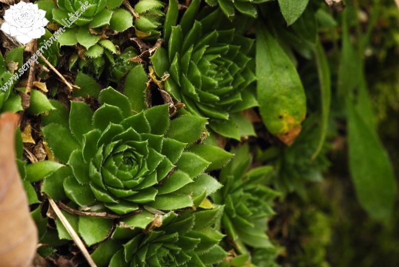 globiferum ssp. globiferum from Blatno, NO