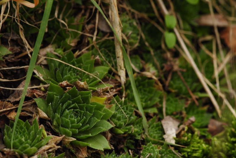 globiferum ssp. globiferum from Blatno, NO