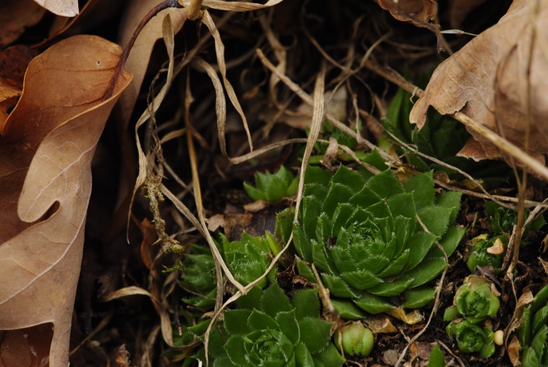 globiferum ssp. globiferum from Blatno, NO