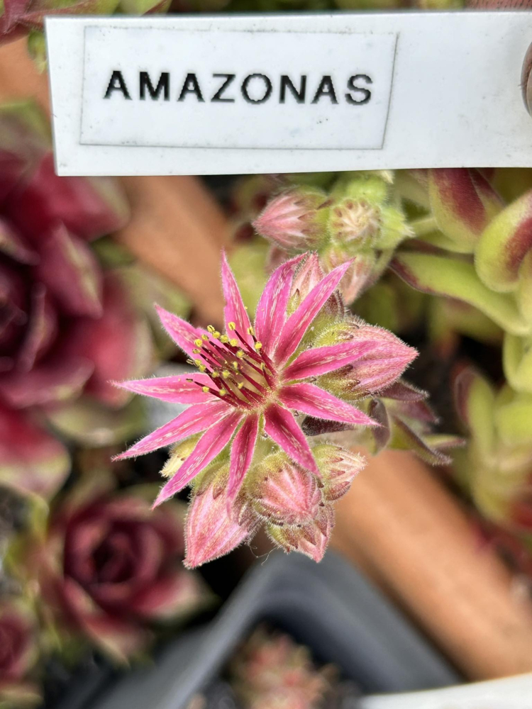Amazonas