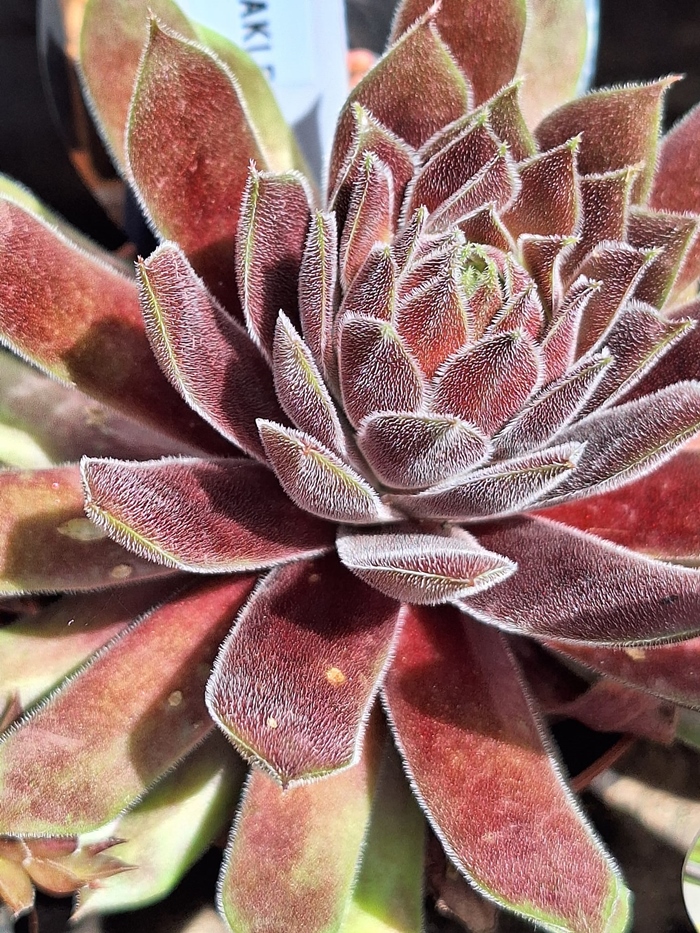 Burgundy Sparkle