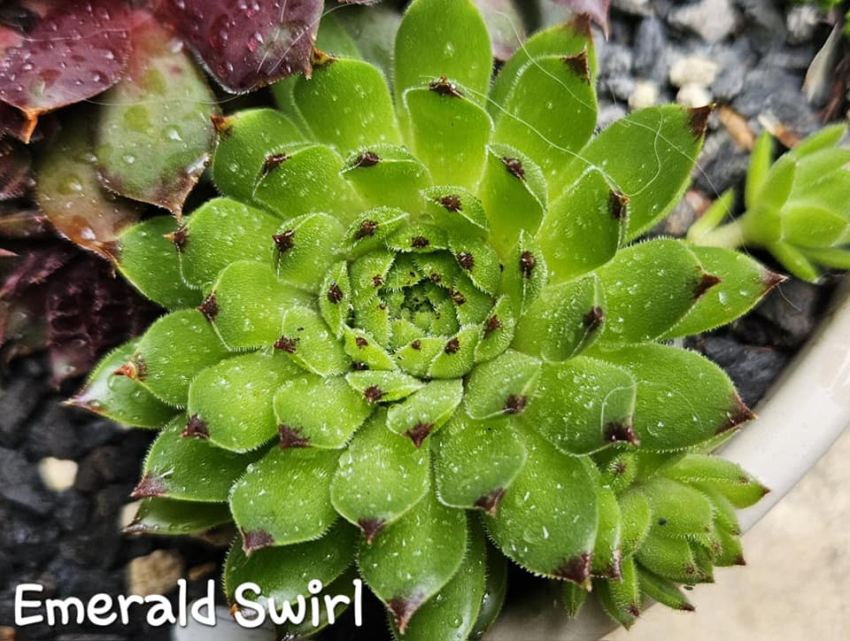 Emerald Swirl