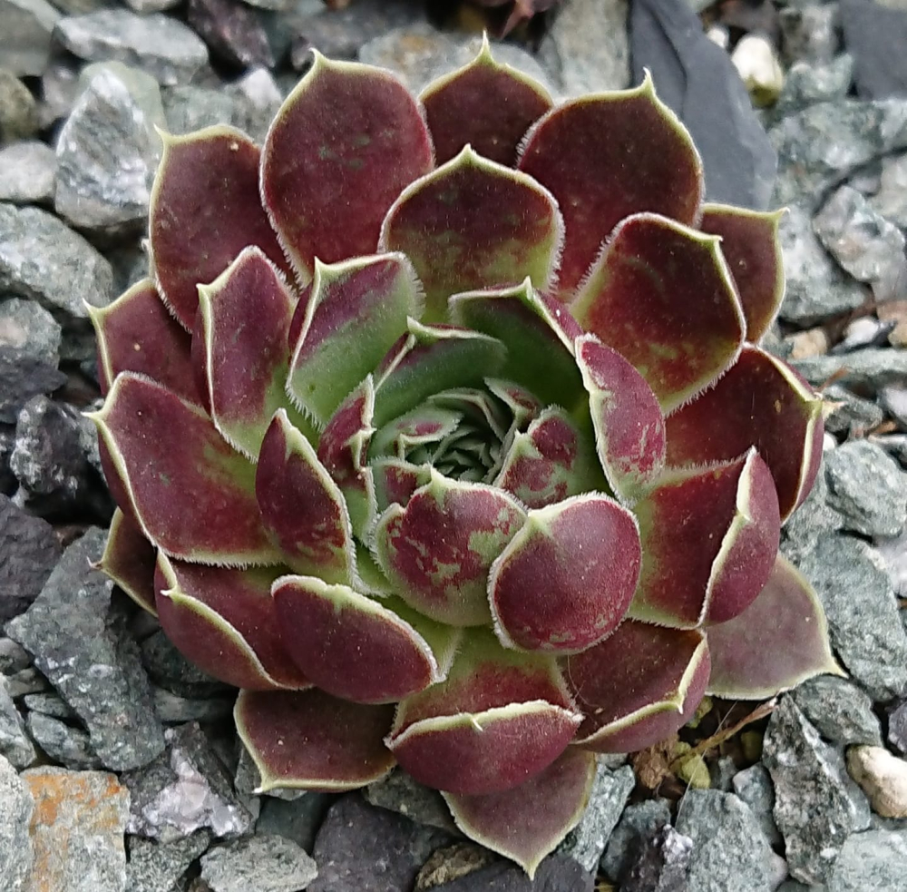 Lacerta