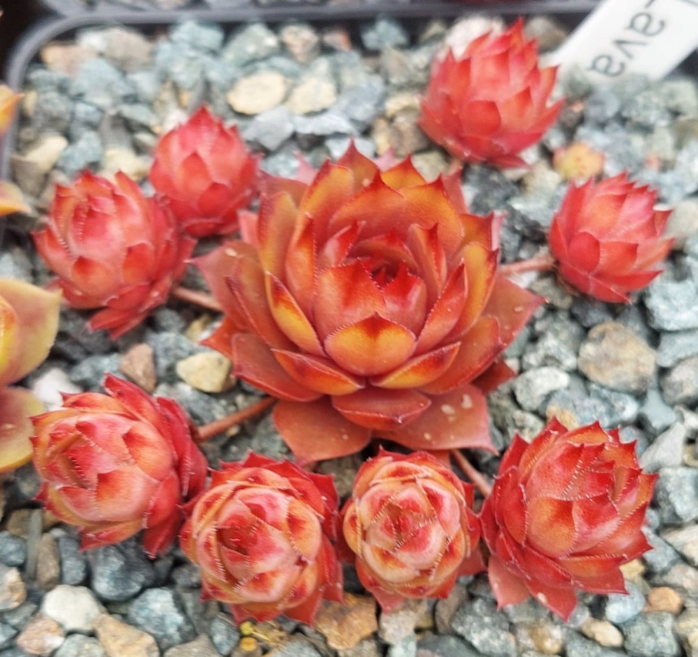 Lava