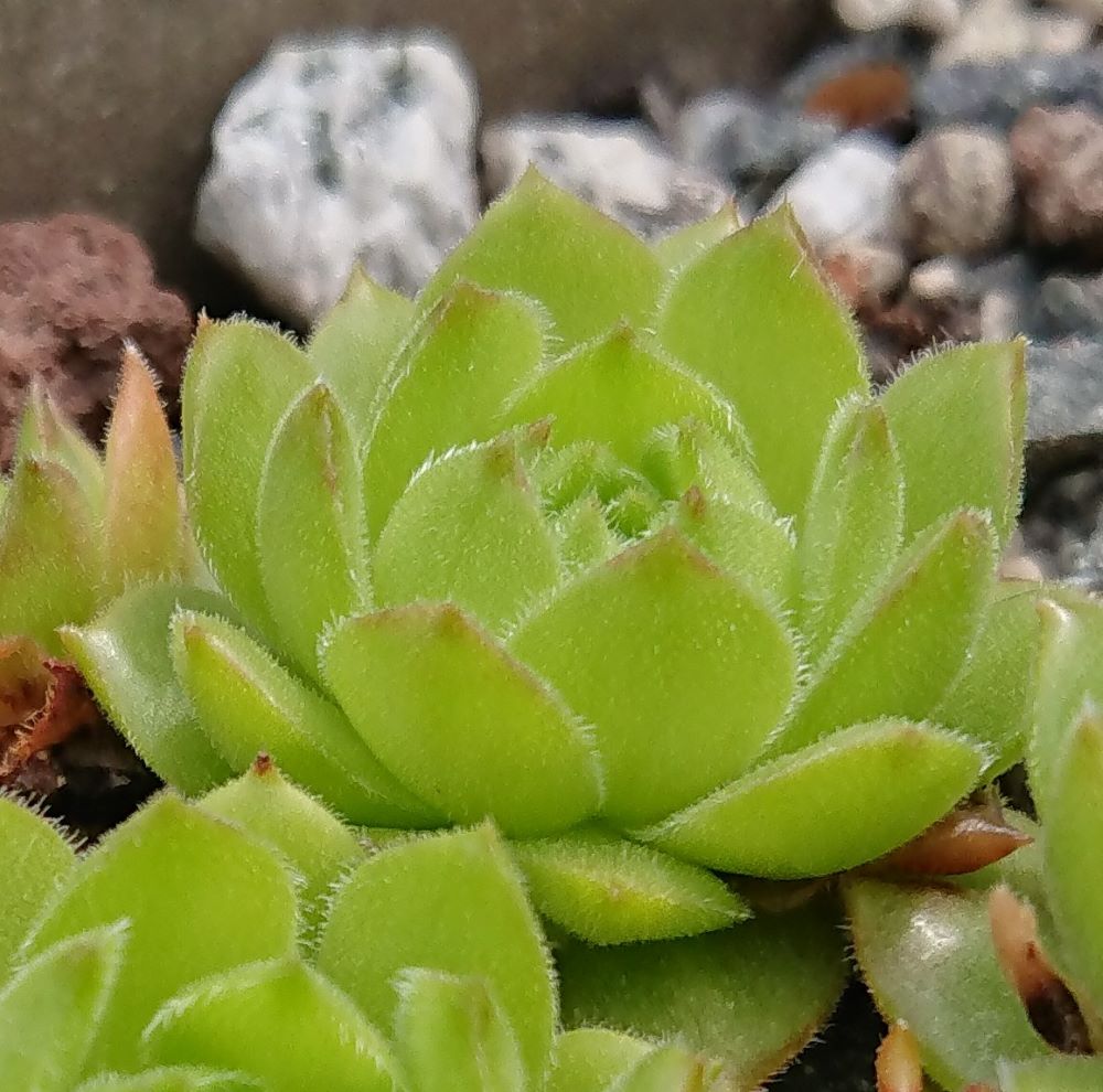 Limonella