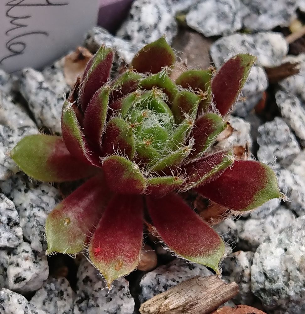 Lula Marquerite