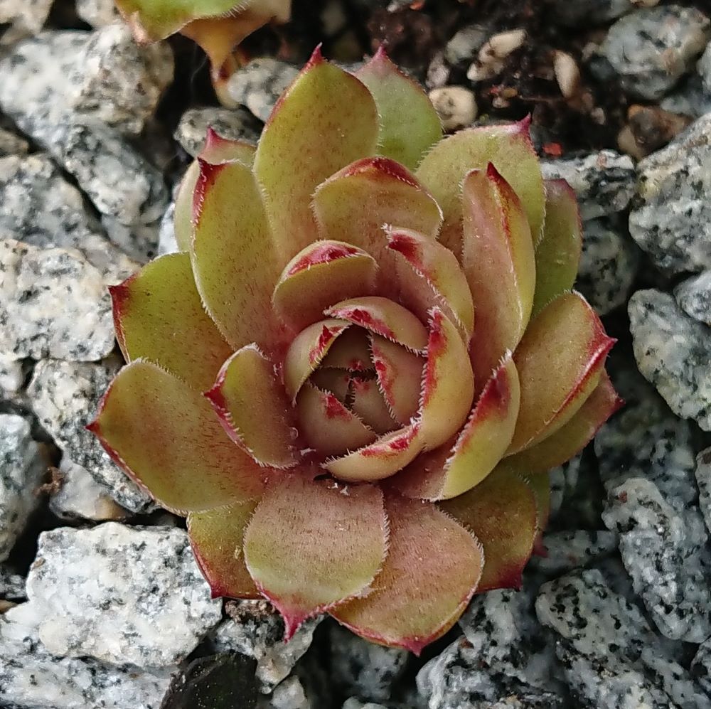Lynn's Rose Gold