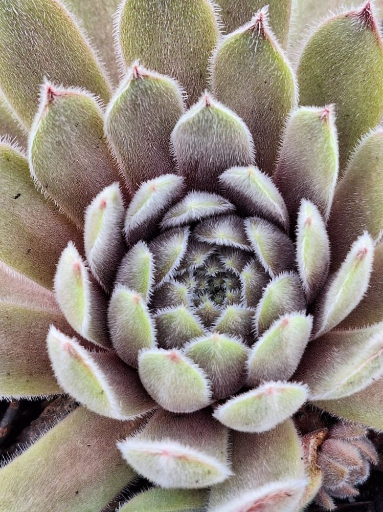 Mamamia