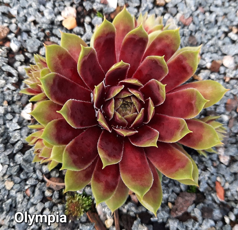 Olympia