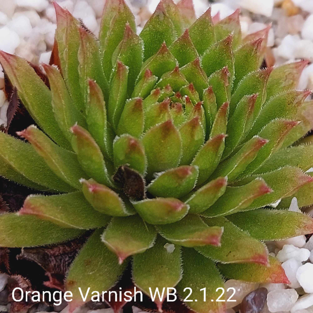 Orange Varnish