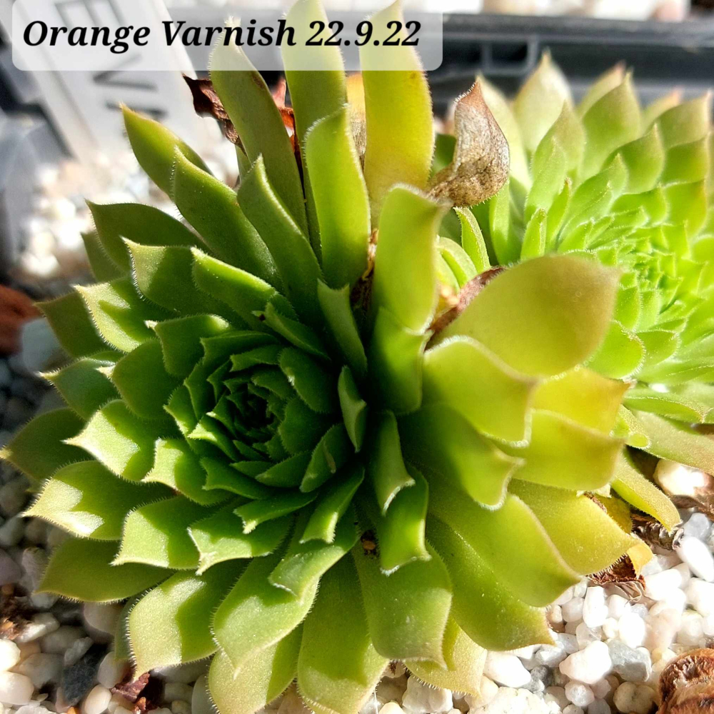 Orange Varnish