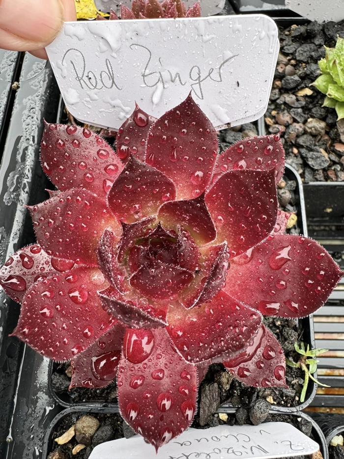 Red Zinger (NNG)