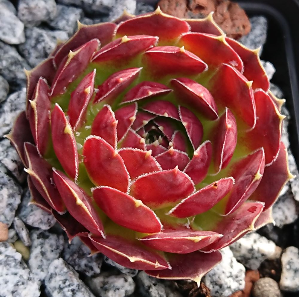 Rotgoldschale
