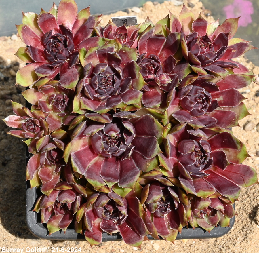 Sunray Goliath