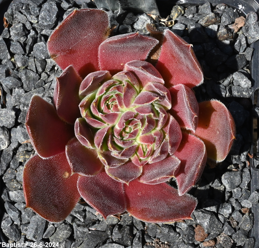 Baptista / Jovi
