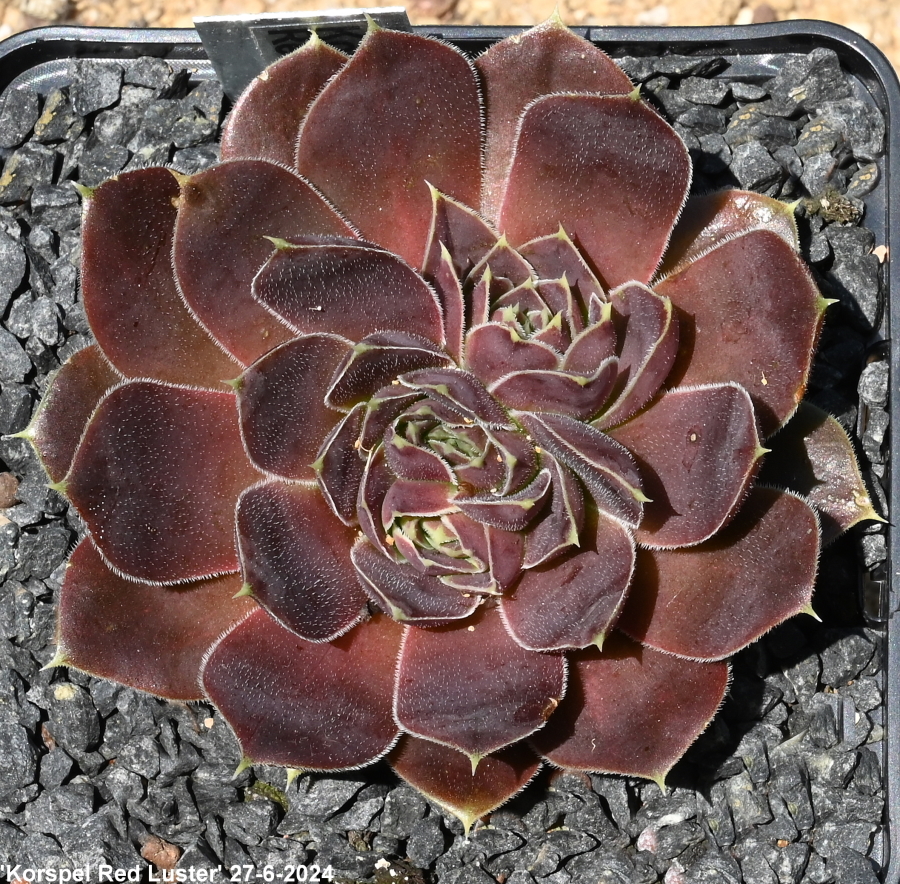 Korspel Red Luster / Jovi