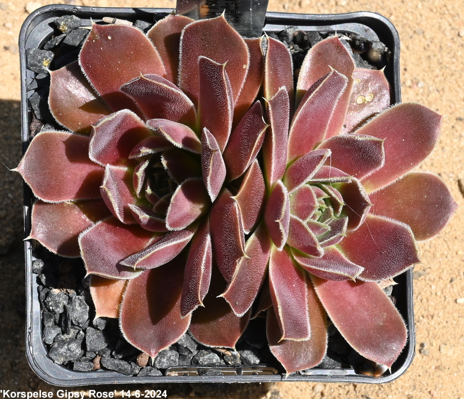 Korspelse Gipsy Rose / Jovi