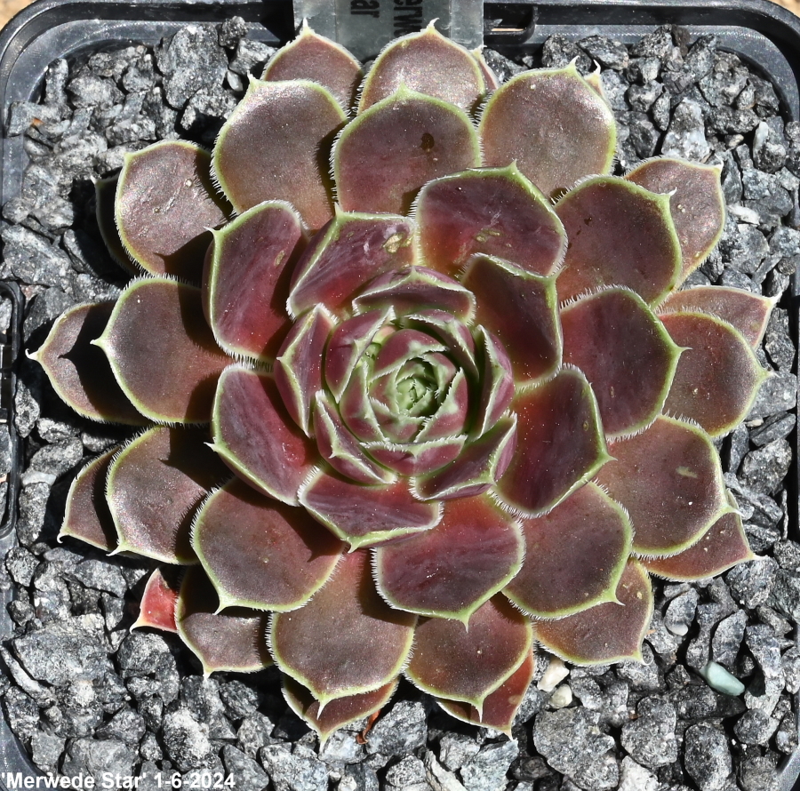 Merwede Star / Jovi