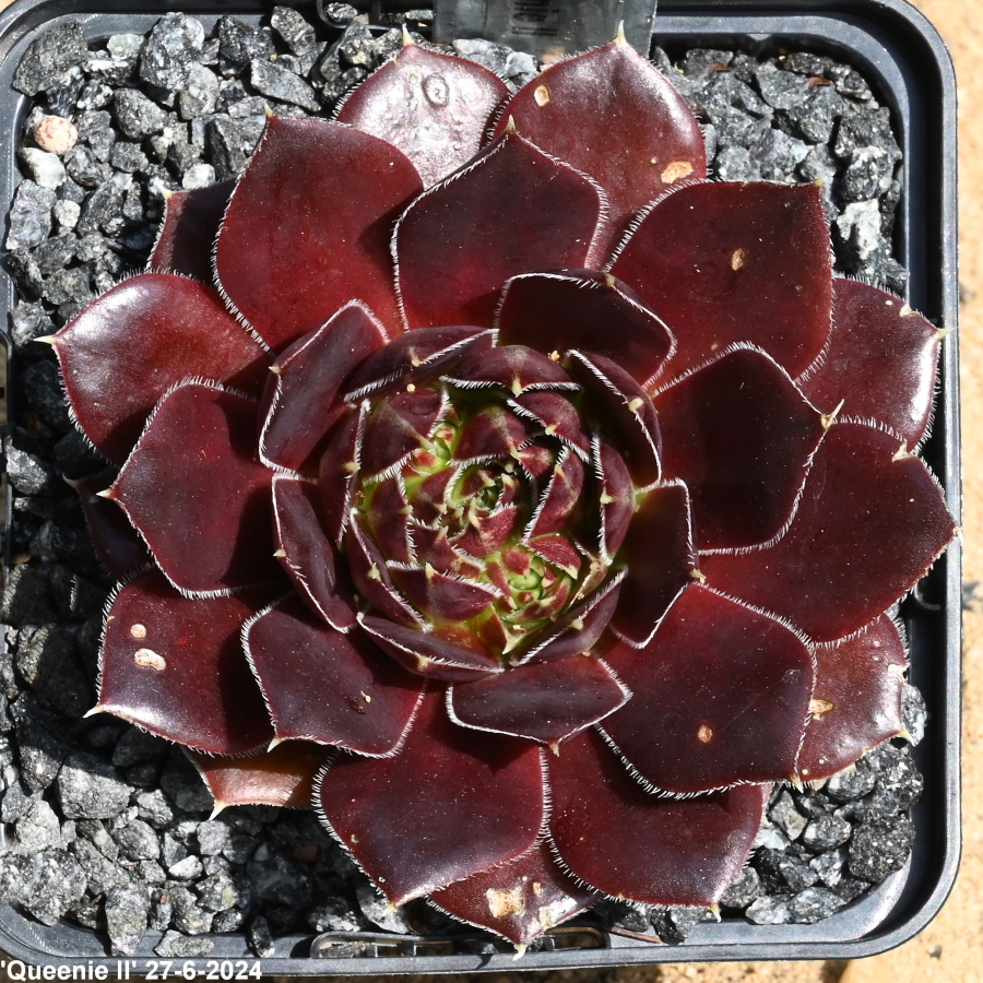 Queenie / Jovi ( II )