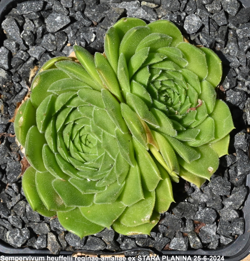 heuffelii (reginae-amaliae) from Stara Planina