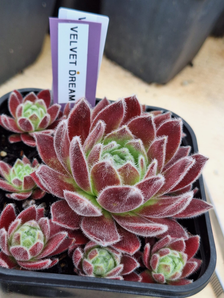 Velvet Dreams