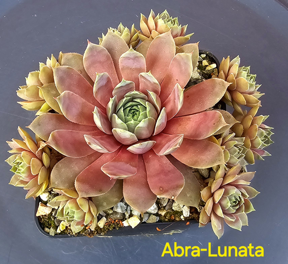 Abra-Lunata (NNG)