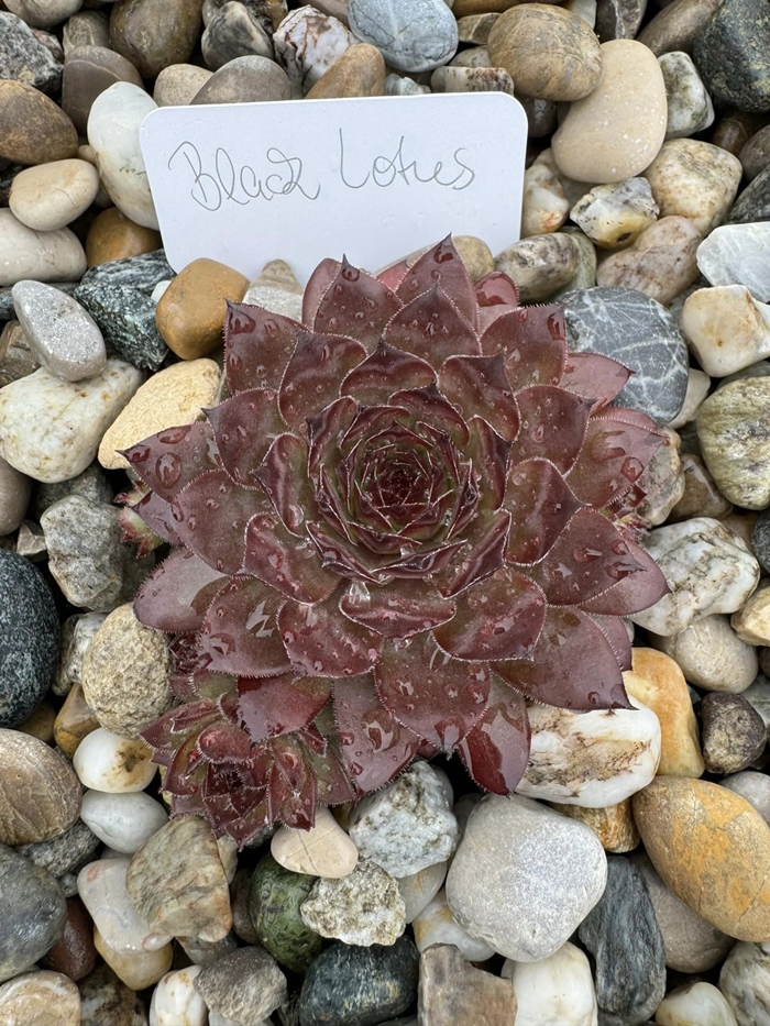Black Lotus (NNG)