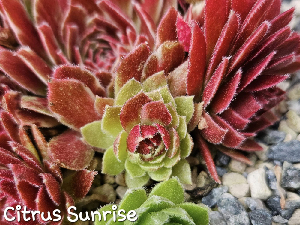 Chick Charms® Citrus Sunrise (NG)