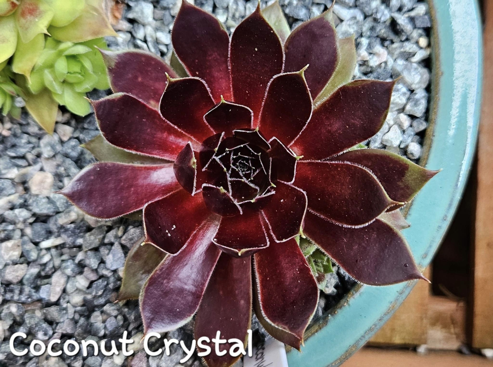 Coconut Crystal© (NNG)