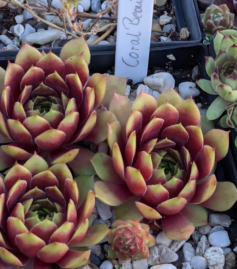 Coral Beauty